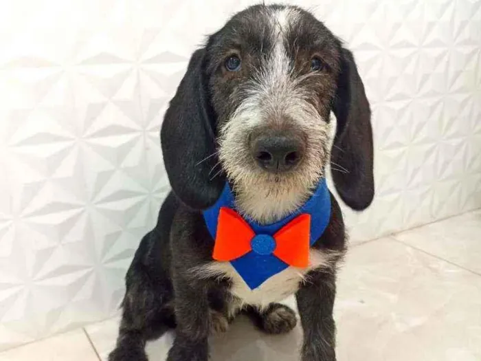 Cachorro ra a Srd idade 7 a 11 meses nome Romeu
