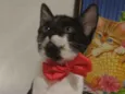 Kitty