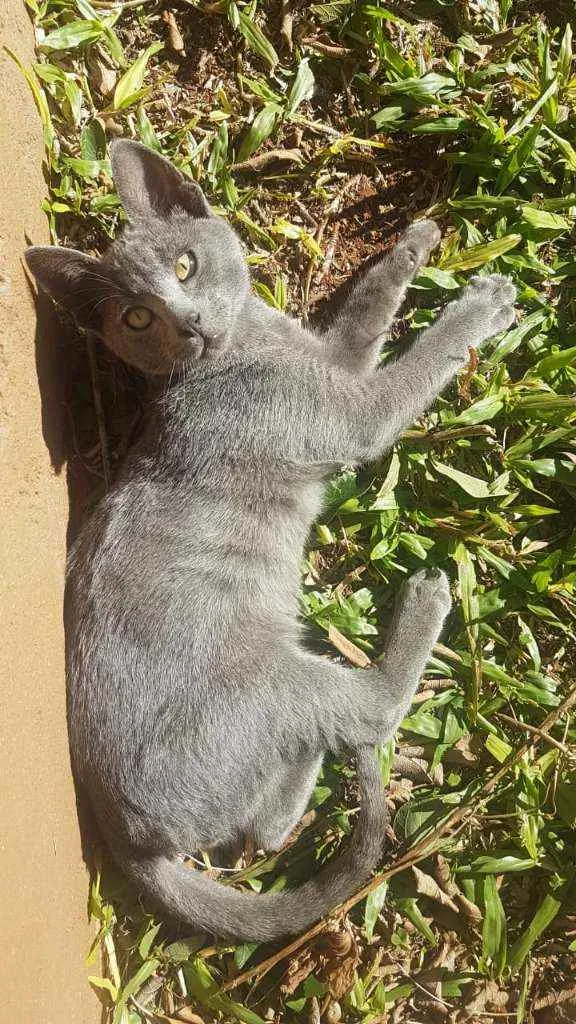 Gato ra a Azul Russo idade 7 a 11 meses nome KAZUMI