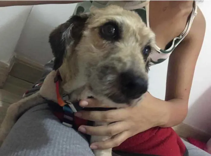 Cachorro ra a Poodle mix idade 4 anos nome Cristal