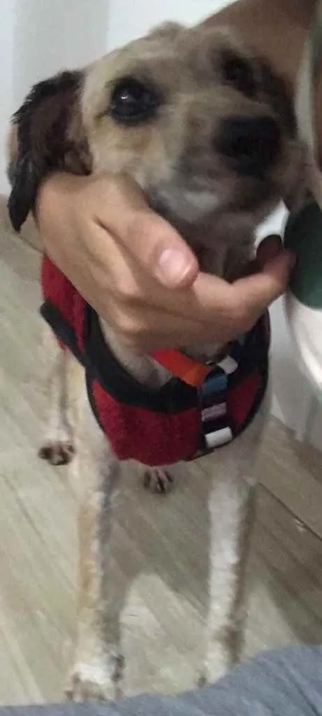 Cachorro ra a Poodle mix idade 4 anos nome Cristal