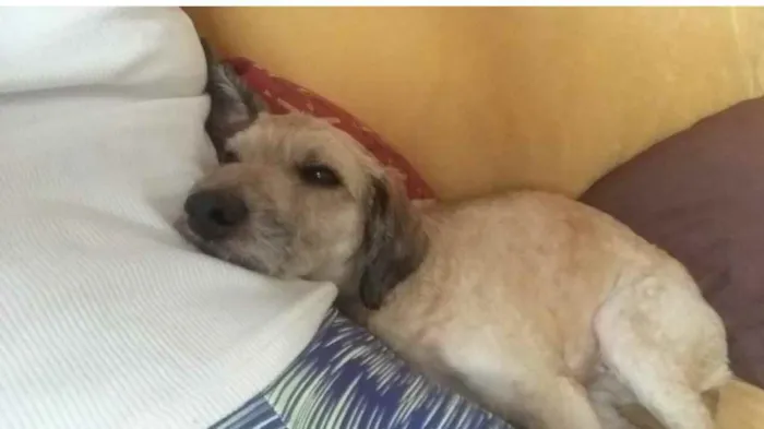 Cachorro ra a Poodle mix idade 4 anos nome Cristal