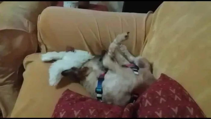 Cachorro ra a Poodle mix idade 4 anos nome Cristal