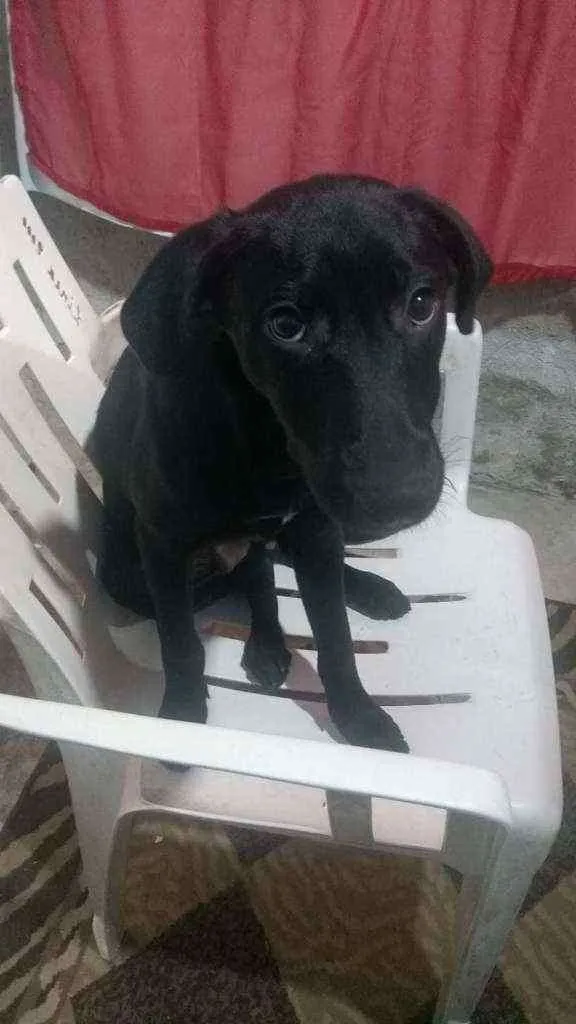 Cachorro ra a SRD  idade 2 a 6 meses nome Sem nome 