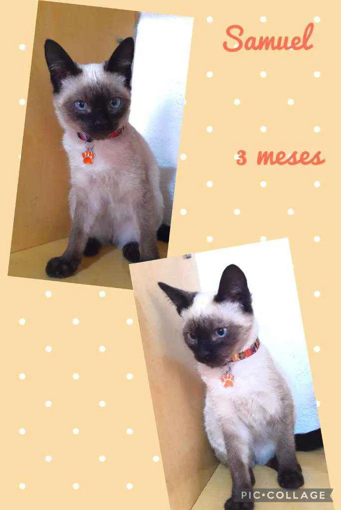Gato raça SRD  idade 2 a 6 meses nome Samuel 
