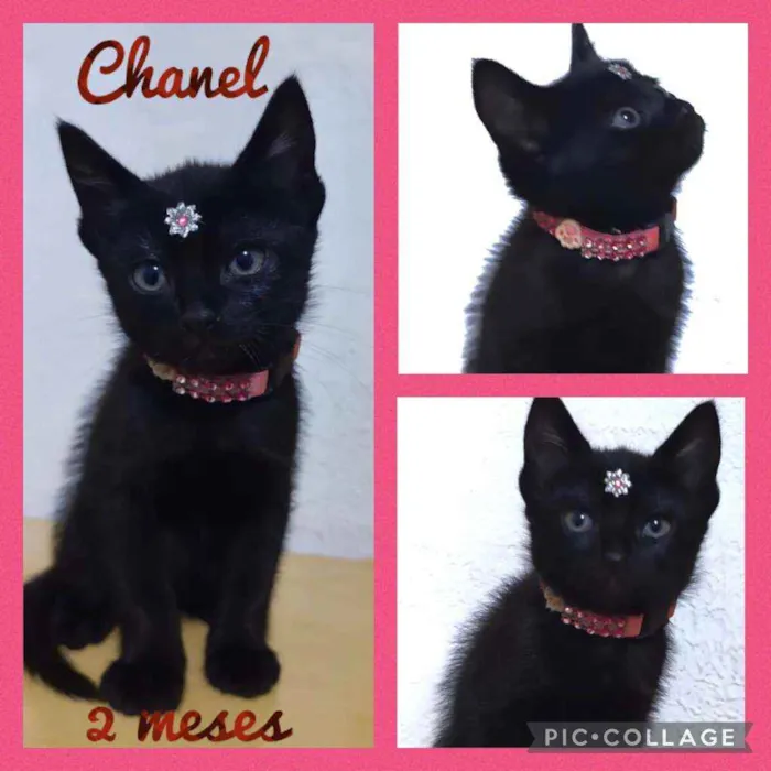 Gato raça SRD  idade 2 a 6 meses nome Chanel 