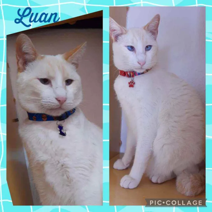 Gato raça SRD  idade 2 anos nome Luan 