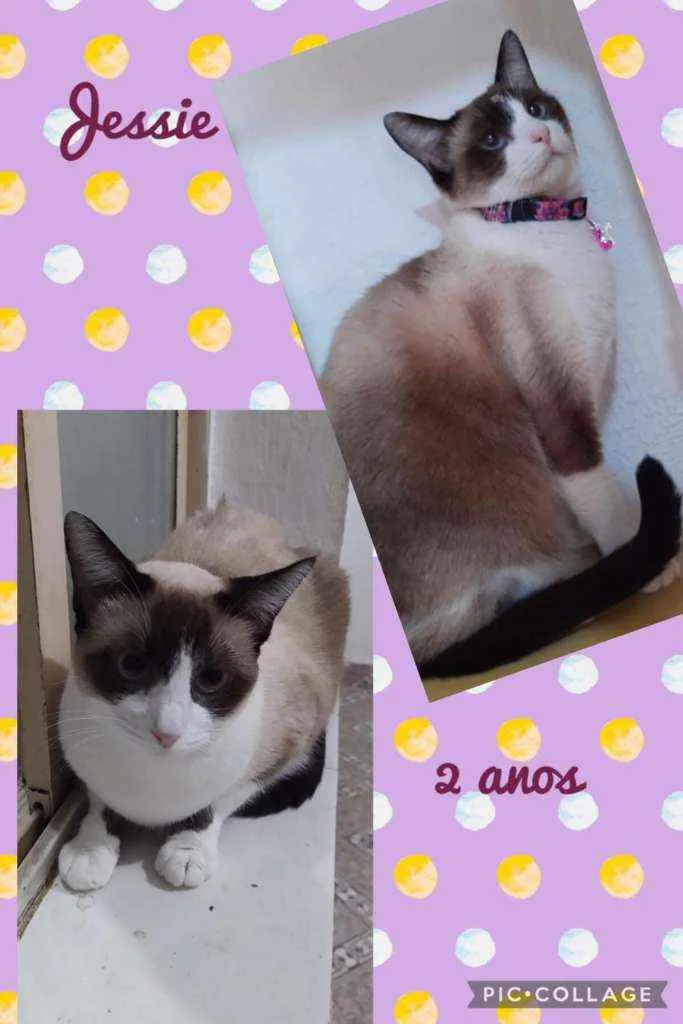 Gato raça SRD  idade 2 anos nome Jessie