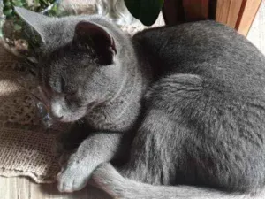 Gato raça Azul Russo idade 7 a 11 meses nome KAZUMI