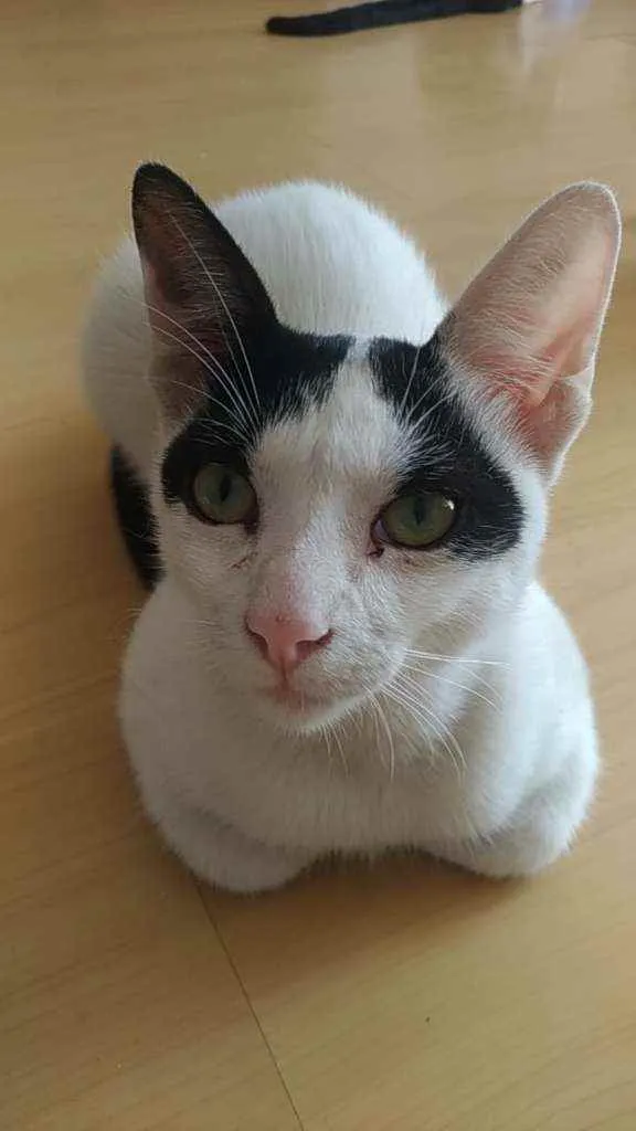 Gato ra a Srd idade 1 ano nome Joca