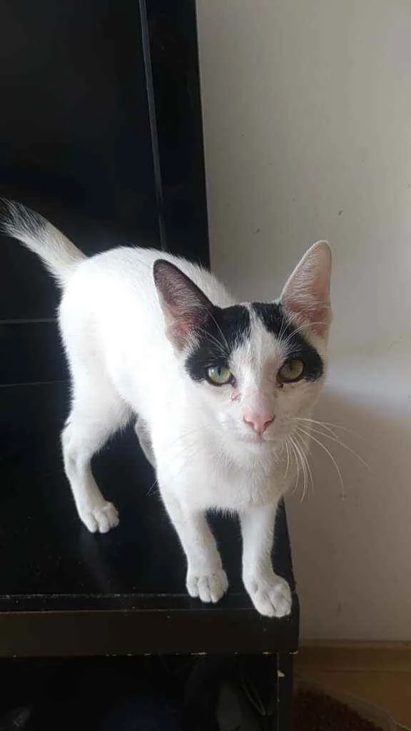 Gato ra a Srd idade 1 ano nome Joca