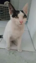 Joca