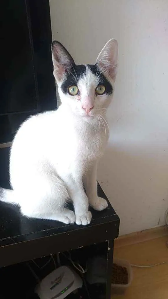 Gato ra a Srd idade 1 ano nome Joca