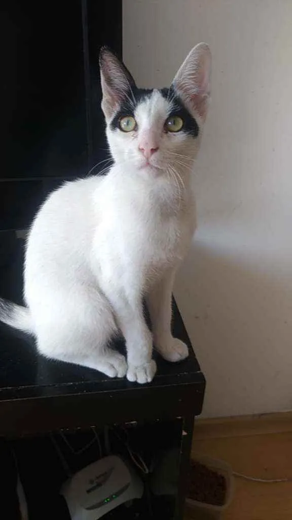 Gato ra a Srd idade 1 ano nome Joca