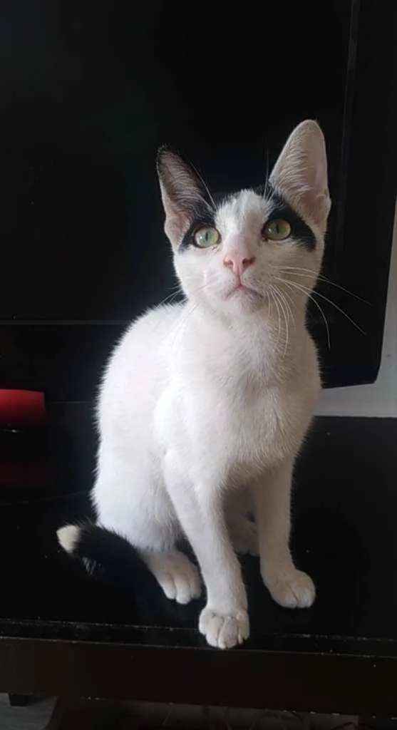 Gato ra a Srd idade 1 ano nome Joca