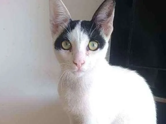 Gato ra a Srd idade 1 ano nome Joca