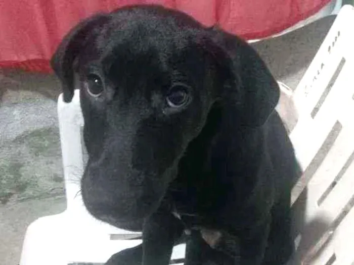 Cachorro ra a SRD  idade 2 a 6 meses nome Sem nome 