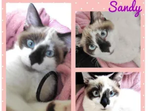 Gato raça SRD  idade 2 a 6 meses nome Sandy 