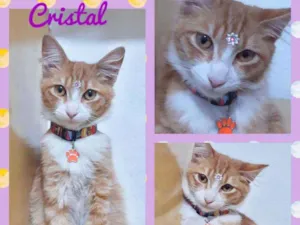 Gato raça SRD  idade 2 a 6 meses nome Cristal 