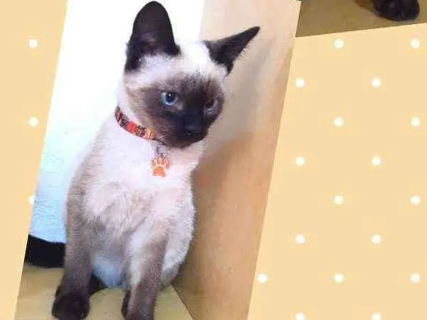 Gato raça SRD  idade 2 a 6 meses nome Samuel 