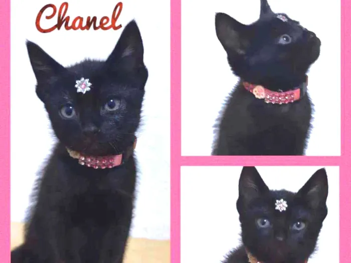 Gato raça SRD  idade 2 a 6 meses nome Chanel 
