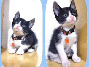 Gato raça SRD  idade 2 a 6 meses nome Fred