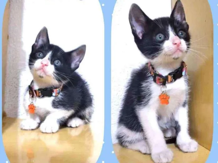 Gato raça SRD  idade 2 a 6 meses nome Fred