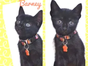 Gato raça SRD  idade 2 a 6 meses nome Barney 