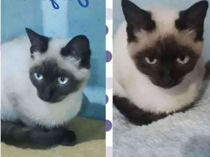 Gato raça SRD  idade 2 a 6 meses nome Jorge 