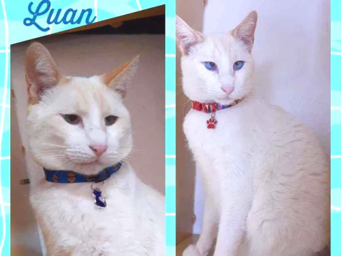 Gato raça SRD  idade 2 anos nome Luan 
