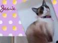 Gato raça SRD  idade 2 anos nome Jessie