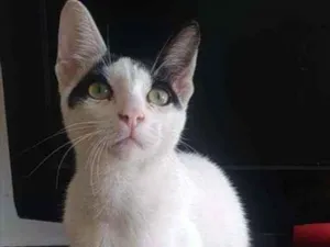 Gato raça Srd idade 1 ano nome Joca