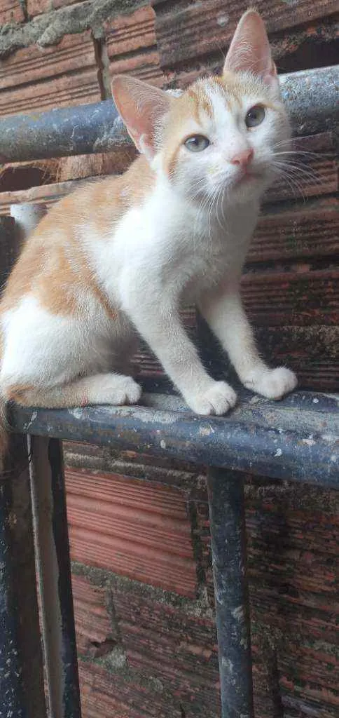 Gato ra a Sem raça idade 2 a 6 meses nome Não tem