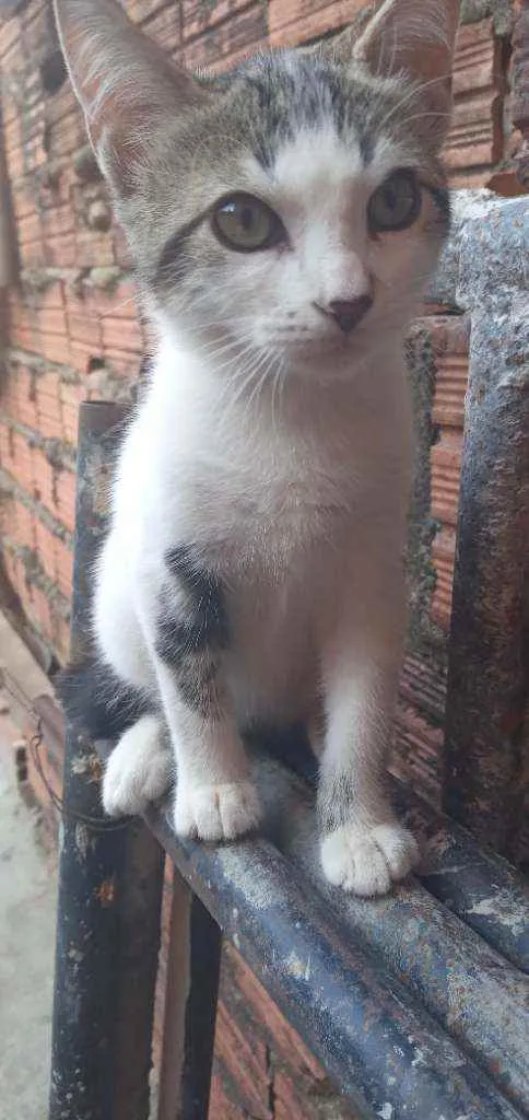 Gato ra a Sem raça idade 2 a 6 meses nome Não tem