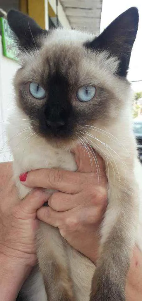 Gato ra a Siames idade 7 a 11 meses nome Sem nome