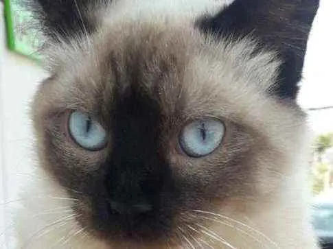 Gato ra a Siames idade 7 a 11 meses nome Sem nome
