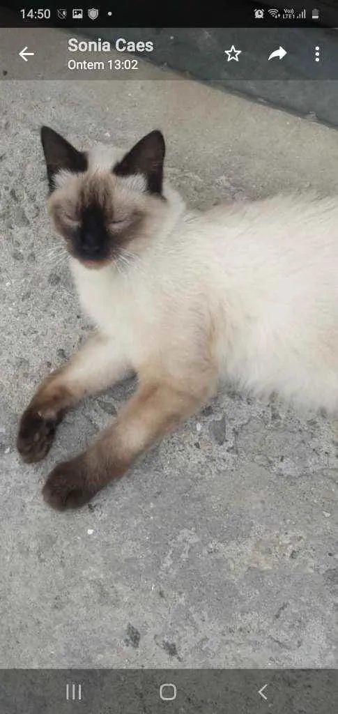 Gato ra a Siames idade 7 a 11 meses nome Sem nome