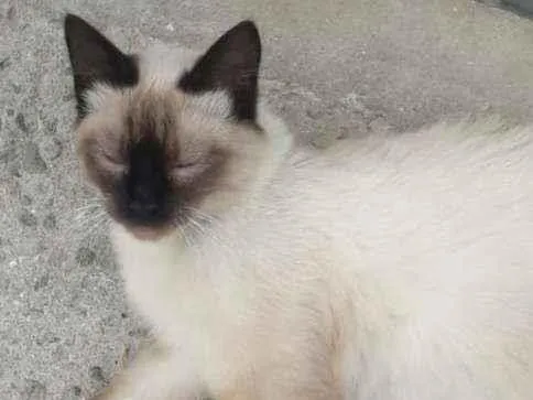 Gato ra a Siames idade 7 a 11 meses nome Sem nome