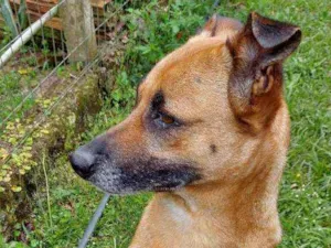 Cachorro raça SRD idade 5 anos nome Chico Buarque