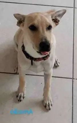 Cachorro ra a SRD idade 2 anos nome Bob