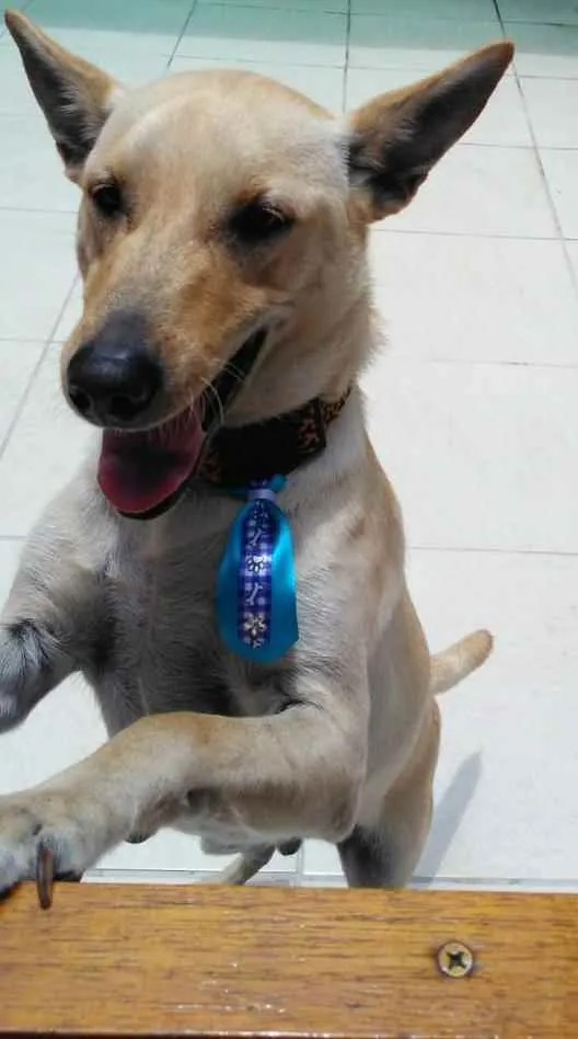 Cachorro ra a SRD idade 2 anos nome Bob