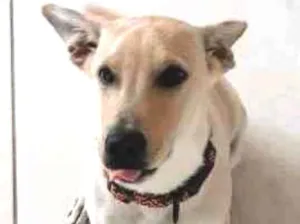 Cachorro raça SRD idade 2 anos nome Bob