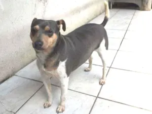 Cachorro raça Fox palistinha idade 3 anos nome Duck