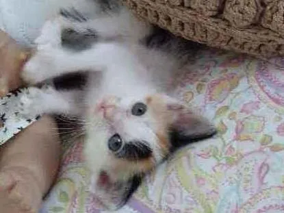 Gato raça Sem raça definida  idade Abaixo de 2 meses nome Mimosa