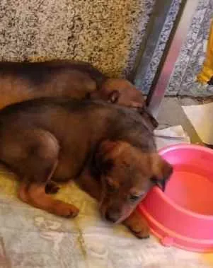 Cachorro raça SRD  idade 2 a 6 meses nome Nescal e kinder