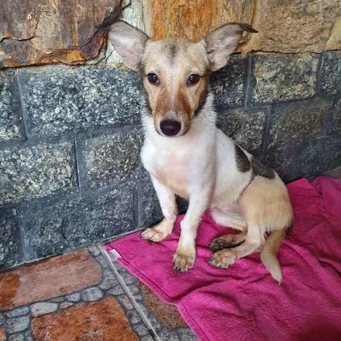 Cachorro ra a SRD idade 7 a 11 meses nome Samira