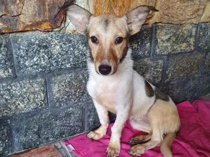 Cachorro ra a SRD idade 7 a 11 meses nome Samira