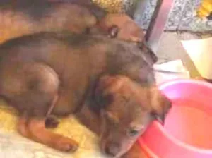 Cachorro raça SRD  idade 2 a 6 meses nome Nescal e kinder