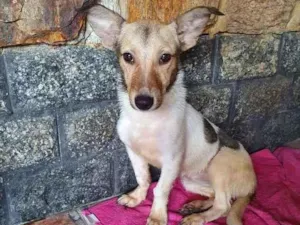 Cachorro raça SRD idade 7 a 11 meses nome Samira