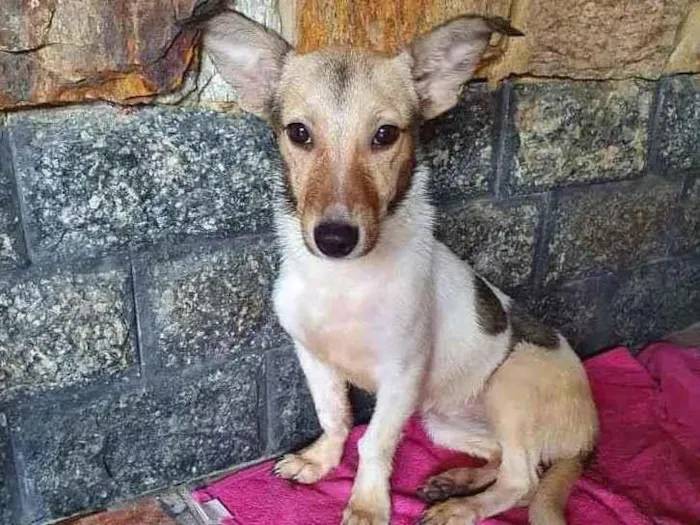 Cachorro ra a SRD idade 7 a 11 meses nome Samira